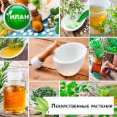 Лекарственные растения – разновидность лекарственных трав и их применение. Лекарственные растения – разновидность лекарственных трав и их применение.
